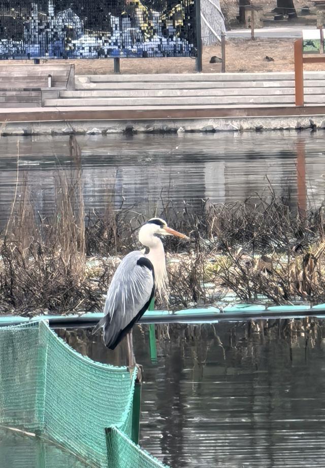 京都春寒中的感受