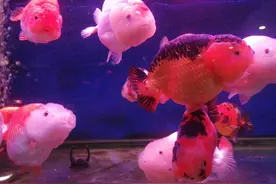 中国金鱼之王—兰寿图片