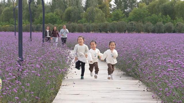 国庆邂逅“紫色浪漫”——补浪河花海深处 聆听女民兵的治沙传奇