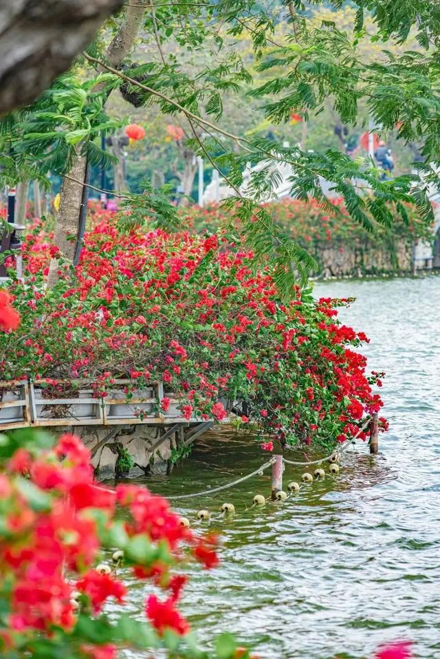 初冬“梅”好时光已至，惠城处处皆“花路”