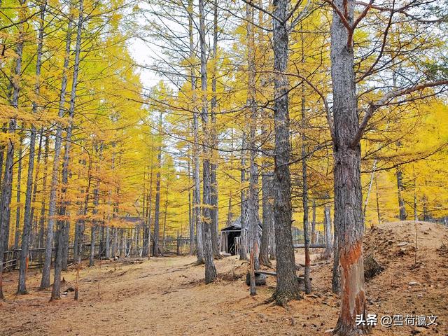 在深秋的根河邂逅驯鹿