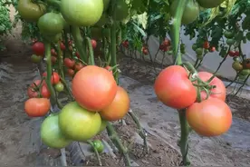 种番茄20年才懂：这三片叶子越早剪，挂果越多病害少，挂果压弯架图片