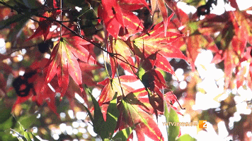 2025年黑水县彩林观赏指数预报|3级，最佳观赏期