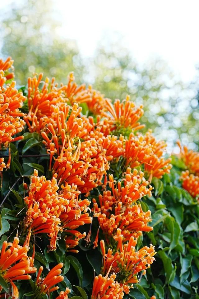 弥勒炮仗花瀑布，太出片了！多个打卡点→