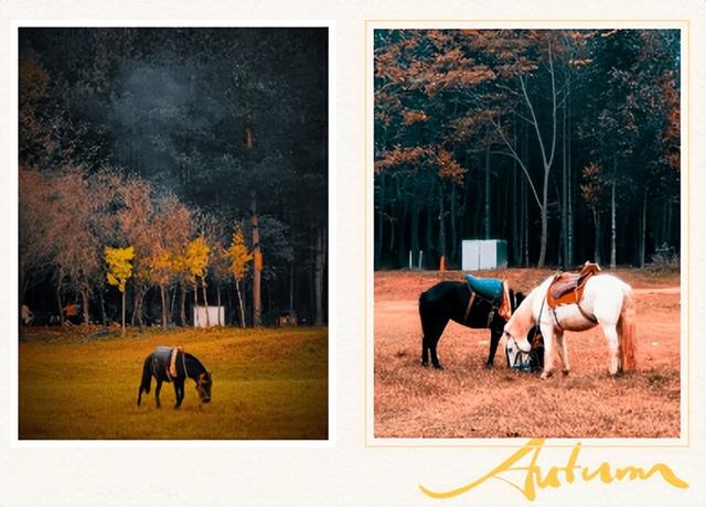 贵阳冬日最神秘的林场！绿野仙踪的尽头，竟藏着一个天空谜题。