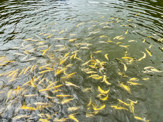 武山县杨河镇：山水酿清凉 云溪享夏梦（组图）