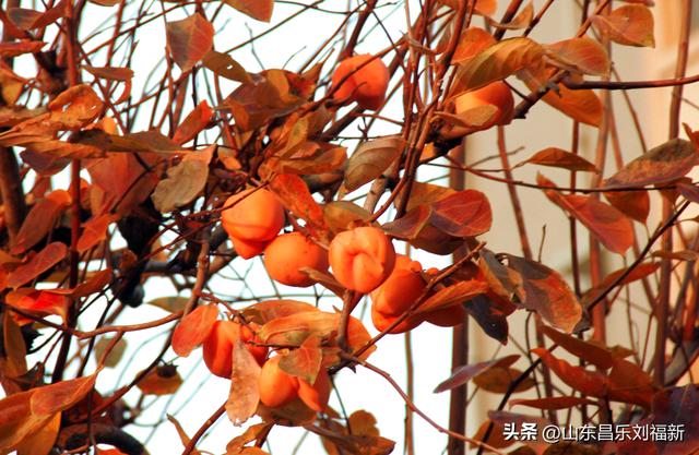 携老伴虹桥花园赏菊（上）