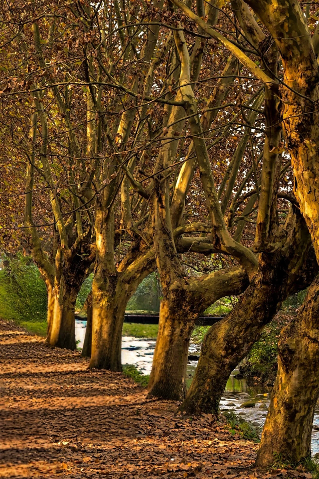 成都周边一日往返，6个小众不废腿的彩林秘境，0门票！