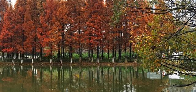 银杏拍照指南！10个出片宝藏地+3个手工教程，手把手教你出片！