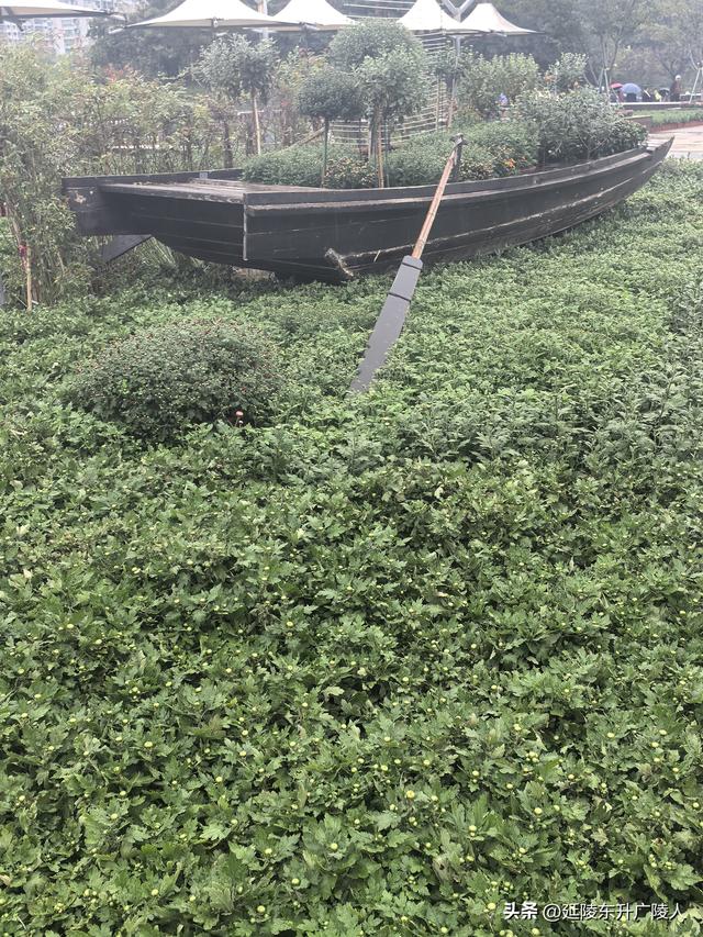 武进新天地公园菊花展 乡村田园风 今年又不同