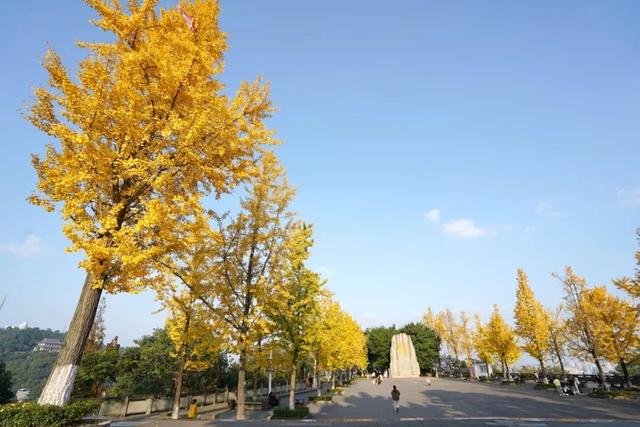 含“金”量100%！是时候来仁寿，邂逅一抹银杏黄啦~