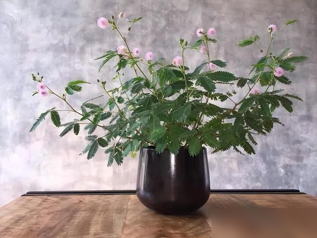 “家养6种花，不富还败家”，平常养的这些花，原来都“不吉利”