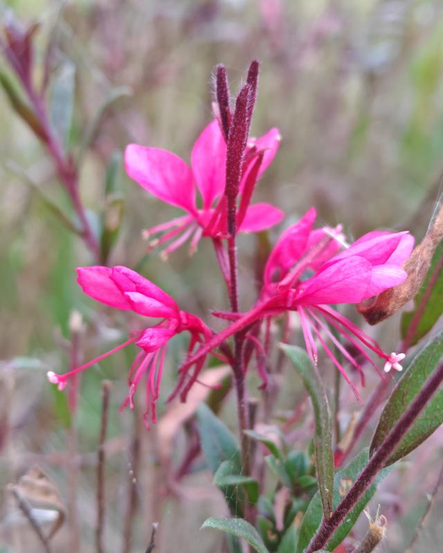 繁花似锦的秋天