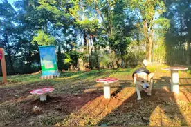 普洱市首个！“ 萌宠乐园”开启文明养犬→图片