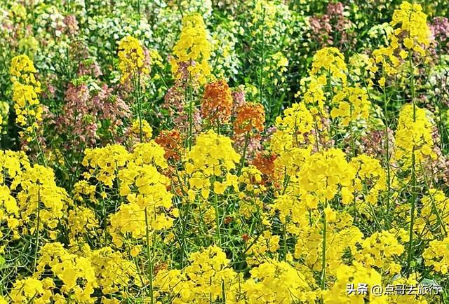 成都春天最美花开了，既壮观又唯美，这4处全免费，地铁公交可达
