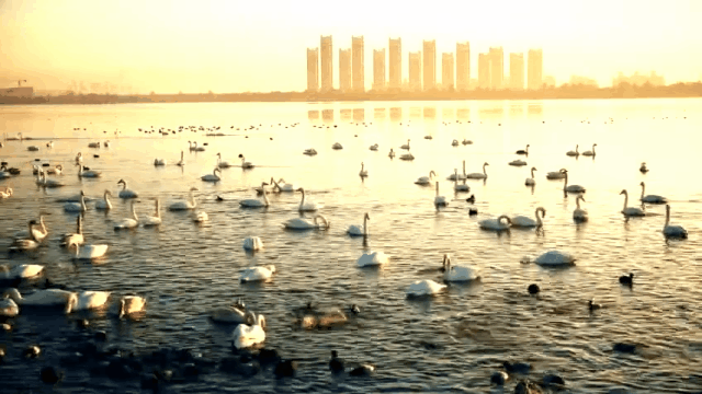 10大赏鹅点位一键GET，直接冲！