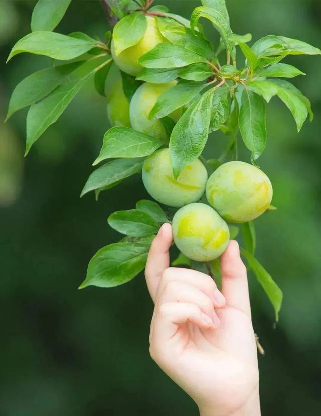 寻找松坪沟最佳拍档，入选就送门票！甜蜜的脆李和19℃清凉一起打包带走~