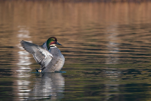 苏州年度限定奇观来了