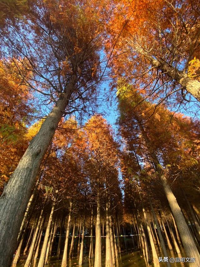 美！美美美！昆明超全水杉打卡地来袭！保姆级攻略快收藏，周末一定要冲~
