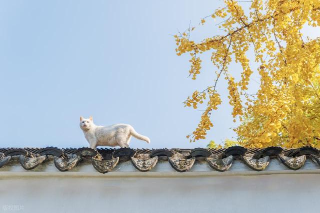 苏州银杏黄了！道前街虎丘之外，这3个地方人少免费，壮观又诗意