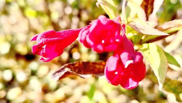 寻美薛城丨倔强！勇敢！锦带花寒冬绽放