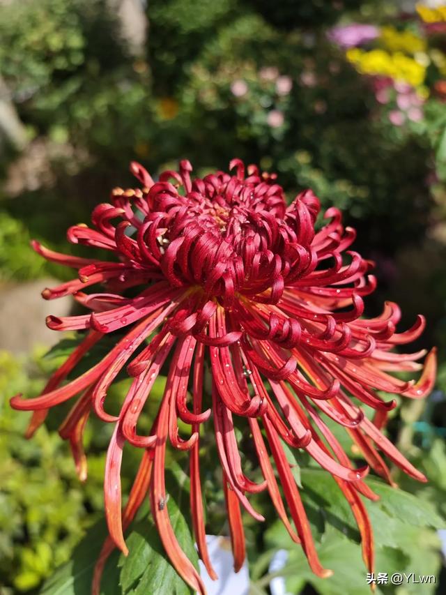 拱墅区菊花展分会场,无需预约无需门票,逛桥西历史直接赏菊花