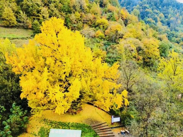 一树金黄三千年 | 邂逅榆树乡的秋日神话