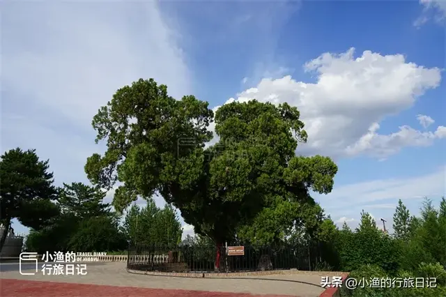 陕西古树，真的“封神”了！