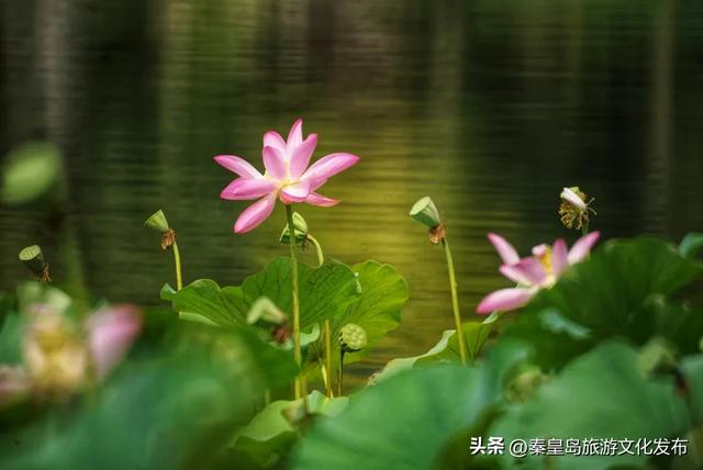 今年暑期,秦皇岛文旅热度攀升,持续“霸榜”!一起回顾秦皇岛夏日记忆~