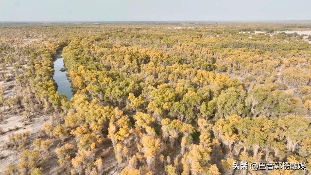 来吧！轮台百万亩原始胡杨林开始披“金衣”，最佳观赏期正在加载中······