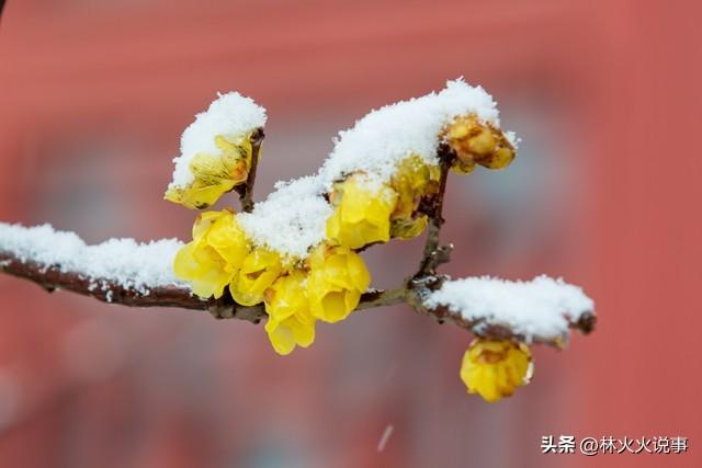 今日进一九，老话说“一九多晴天，坟头遍地起”，晴天有啥预兆？