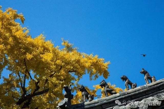 今天实拍！浮来山银杏，一树鎏金映古寺