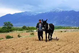 卖 驴图片
