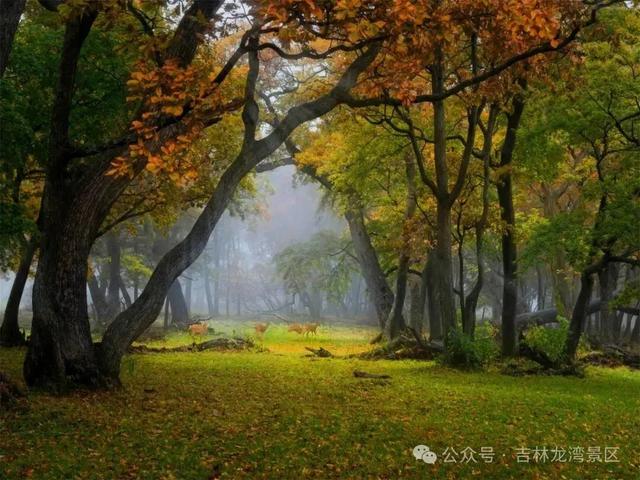 国庆游吉林龙湾景区,赏秋日美好盛景