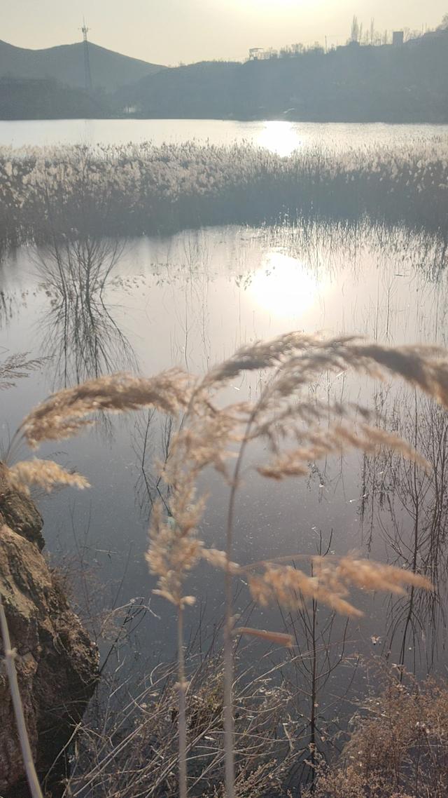 宣化瓦窑头水库芦苇成片，水天一色值得观看