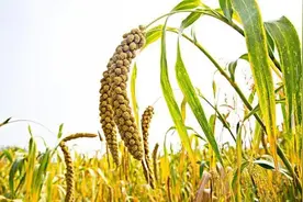 探寻我国最好吃的十大面粉，你猜对了吗？图片