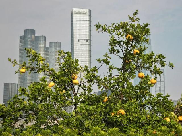 橘子洲，又见橘红染湘江