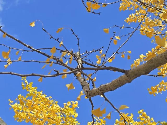 抬头！在寒冷的冬天再欣赏欣赏科院的秋吧