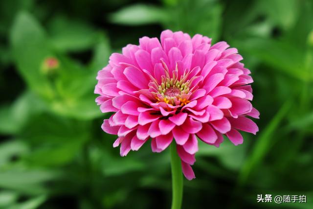 江苏苏州昆山花桥地铁站遇见粉色花海，百日菊盛放宛如画卷