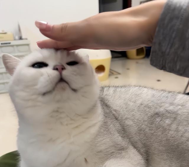 天冷后猫咪为什么喜欢挨着你？很多人都以为它冷，很多人猜错了