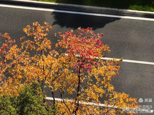 市府路的这几颗乌桕树,你见过吗?现在正是最美的时候!