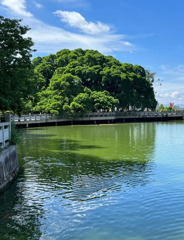 从福州的榕树想到的