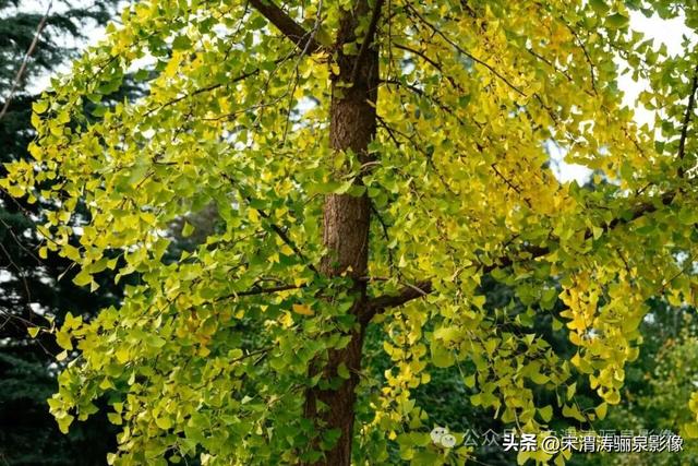 陕西渭南：天晴了 高新区时代广场秋色盎然