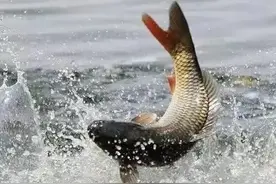 中国最名贵的淡水鱼有哪些？野生黄河大鲤鱼排最后！图片