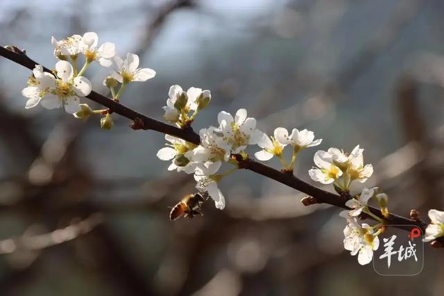 千树万树“李”花开!广州从化桂峰村迎来南国“雪”景