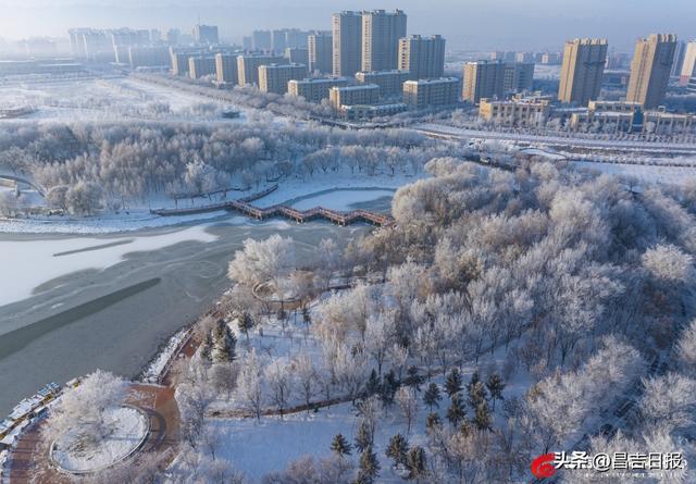 奇台雾凇上线！满城“银花”开，这是独属于昌吉的冬日浪漫