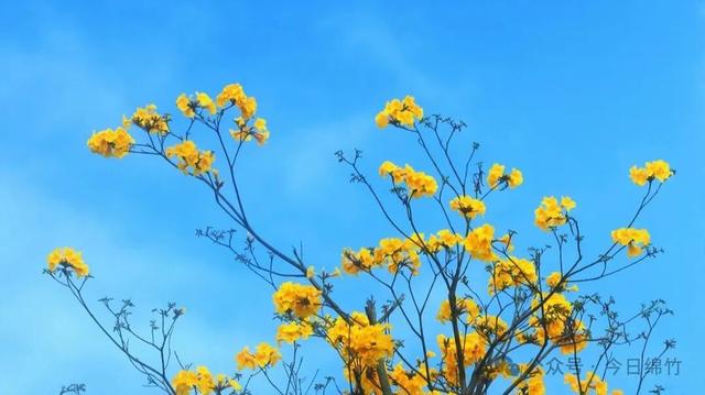 绵竹这里太美了！适合遛娃、运动、拍照，还有风铃木花海......