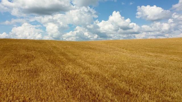 我给嫂子送孩子衣服，她刚出浴围着浴巾，红着脸让我进去喝水