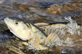 8亿公斤鱼无人捕捞！西藏羊湖堪称鱼类天堂，当地人在害怕什么？图片