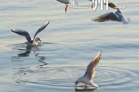 早安，苏州图片